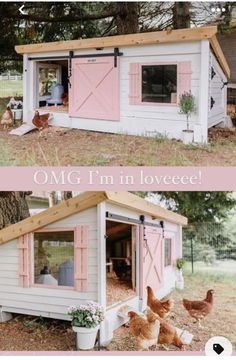 the chicken coop has pink shutters on it