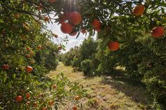 an orchard with lots of oranges growing on it's trees and dirt path