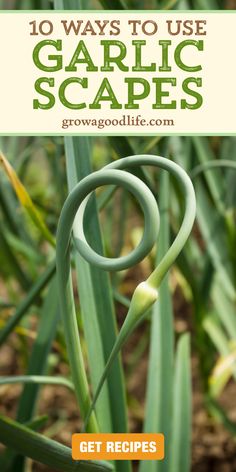 an image of garlic plants with the title 10 ways to use garlic scapes