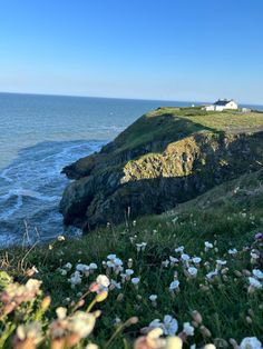 flowers growing on the side of a cliff by the ocean