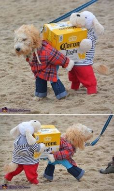 two pictures of stuffed animals on leashes in the sand, one is carrying a box