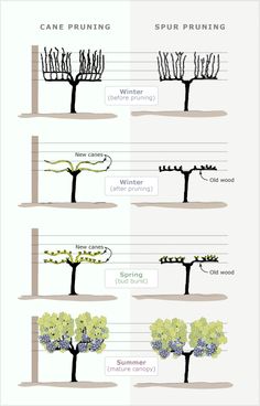 the different types of trees that can be seen in this graphic diagram, which shows how they