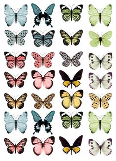 many different colored butterflies are shown in this image, and there is no image on the page