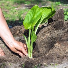 a person is digging in the dirt with their hands to plant a plant on it