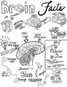 the brain and its functions are drawn in black ink on a white paper with words above it