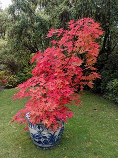 a potted plant with bright red leaves in the middle of a lawn area next to bushes and trees