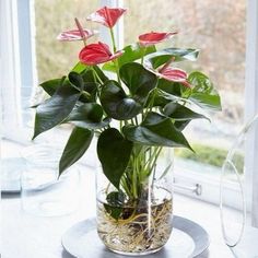 a glass vase filled with red flowers on top of a table next to a window