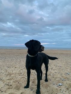 black lab standing on beach in front of a sunset Lab Dog Aesthetic, Lab Puppies Black, Black Lab On Beach, Black Labrador Dog Big