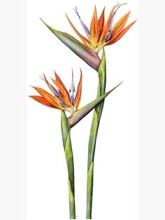 two birds of paradise flowers on a white background