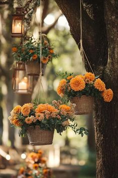 three hanging baskets filled with orange flowers on a tree in front of a bench under a lit candle