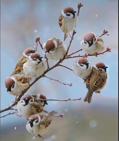 several small birds perched on top of a tree branch