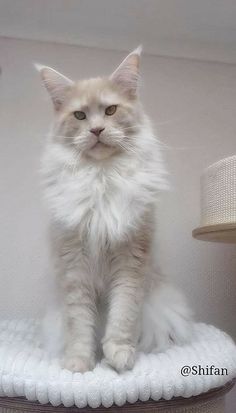 a fluffy white cat sitting on top of a chair