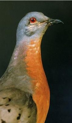 a close up of a bird on a black background with an orange and white stripe