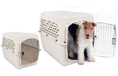 a dog standing in its kennel with the door open to allow it to go outside