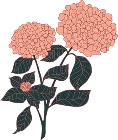 two pink flowers with green leaves on a white background