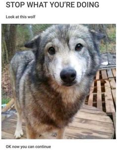 a dog standing on top of a wooden floor next to a fence and bench with the caption look at this wolf ok now you can continue