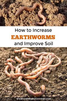 earthworms and worms in dirt with text overlay how to increase earthworms and improve soil