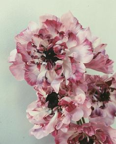 pink flowers are in a vase against a white wall