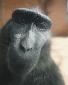 a close up of a monkey looking at the camera