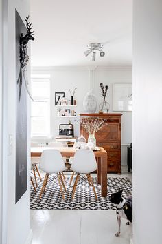 a black and white dog standing in front of a dining room table