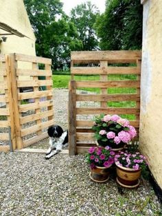 there are two pictures of the same dog in front of a fence and flower potted plants