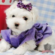 a small white dog wearing a purple dress