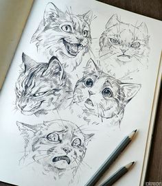 pencil drawing of cats with different facial expressions on white paper next to pen and eraser