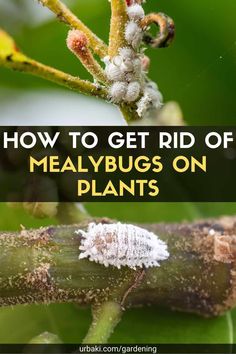 how to get rid of meal bugs on plants