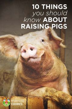 a pig with the words 10 things you should know about raising pigs