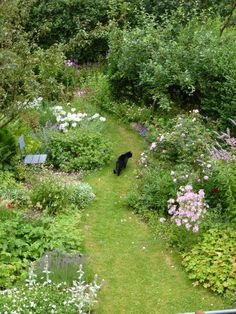 a black bear walking through a lush green forest filled with lots of flowers and plants