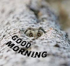 an owl peeks out from behind a tree with the words good morning written on it