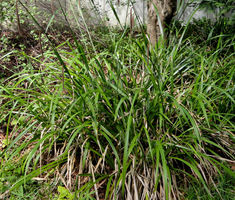 Sedge Pendulous Fresh Look Seeds Carex Pendula Seeds Carex Pendula, The Long Dark