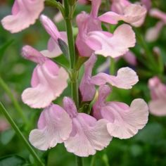 pink flowers are blooming in the garden