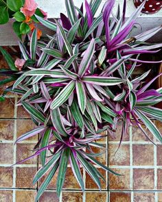 purple plant with green leaves on tiled floor