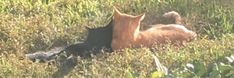 an orange cat laying in the grass with it's back legs up to its face