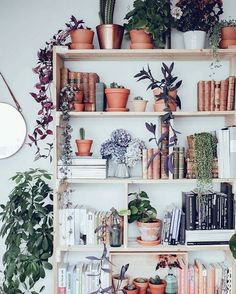 shelves filled with potted plants and books