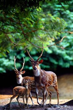 two deer standing next to each other on a dirt ground with trees in the background