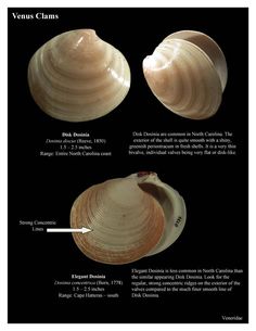 three different types of seashells are shown in this image, with the names and description