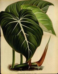 an illustration of a plant with large leaves