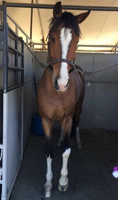 a brown horse standing inside of a stall