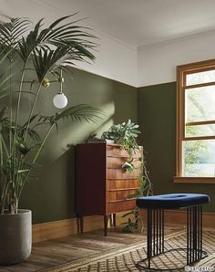 a living room with green walls and wooden flooring next to a tall potted plant