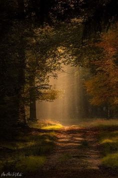 a dirt road in the middle of a forest with sunbeams shining through trees