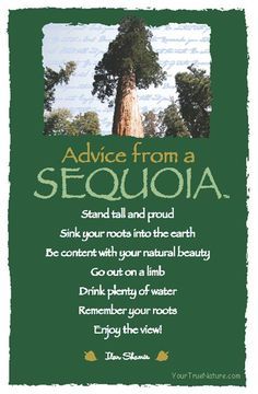 an advertise for a sequa tree