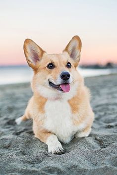 a small dog laying on top of a sandy beach