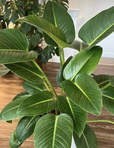 a large green plant sitting on top of a wooden table