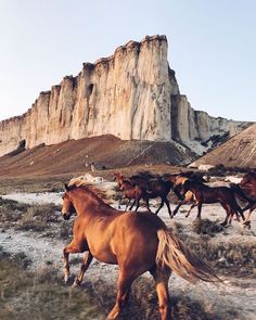 a herd of horses running through the desert