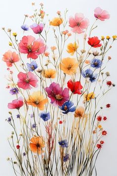 an arrangement of colorful flowers in a vase on a white background with long thin stems