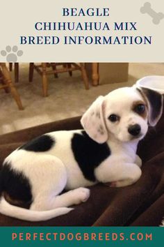 a black and white dog laying on top of a bed with the words beagle chihuahua mix breed information