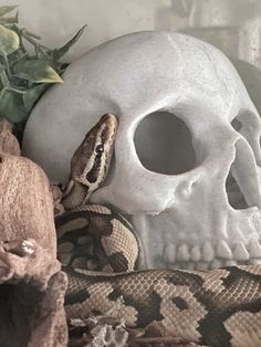 there is a skull and snake on the table