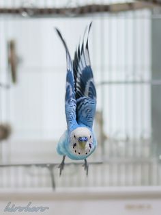 a blue and white parakeet flying through the air